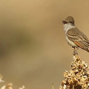 Ash-throated Flycatcher (Myiarchus cinerascens) male singing, California, USA