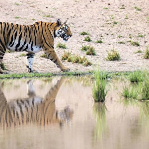 Bengal Tiger (Panthera tigris tigris) walking along edge of pool, India, Madhya Pradesh