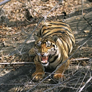 Bengal tiger (Panthera tigris tigris) snarling, India, Madhya Pradesh