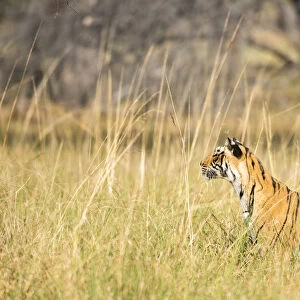 Bengal tigress (Panthera tigris tigris) in long grasses, India, Rajasthan