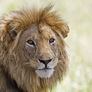 Big male Lion (Panthera leo) portrait, Tanzania, Tarangire National Park