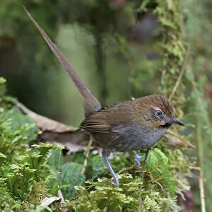 Black-throated Thistletail (Asthenes harterti), Bolivia