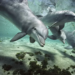 : Dolphins