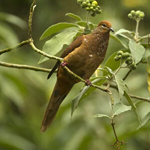 Brown Cuckoo-Dove (Macropygia phasianella), Queensland, Australien