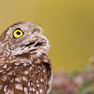 Burrowing Owl (Athene cunicularia), Florida, USA
