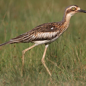 Burhinidae Collection: Bush Stone Curlew