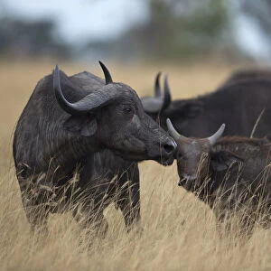 Cape Buffalo (Syncerus caffer) mother and calf, Queen Elizabeth National Park, Uganda