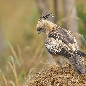 Changeable Hawk Eagle (Spizaetus cirrhatus) perching on dry grass looking for prey