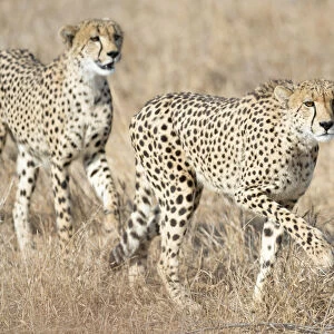 Two Cheetah (Acinonyx jubatus) brother and sister starting a hunt, South Africa