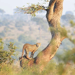 Cheetah (Acinonyx jubatus) juvenile climbing a tree, Kruger national park, South Africa