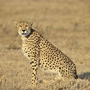 Cheetah (Acinonyx jubatus) sideview, Tanzania, Serengeti National Park, Ndutu