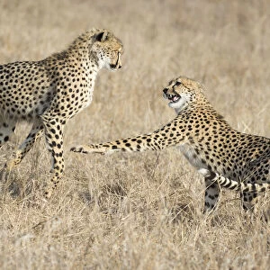 Cheetah (Acinonyx jubatus) sister and brother playfighting, South Africa, Mpumalanga