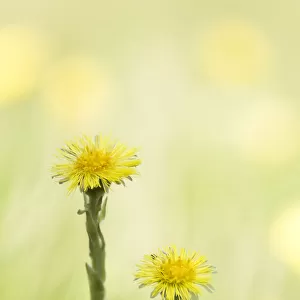 Coltsfoot (Tussilago farfara) flowering in close up, Groningen, The Netherlands