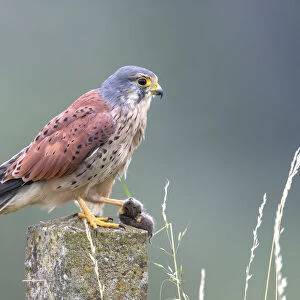 Common Kestrel (Falco tinnunculus) male perched on top of a stone fence post with a mouse in claws