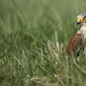 Common Kestrel (Falco tinnunculus) sitting in meadow, Gelderland, The Netherlands