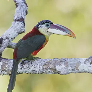 Curl-crested Aracari (Pteroglossus beauharnaesii) perched on a branch, Brazil