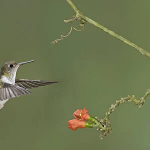 Hummingbirds Collection: Ecuadorian Piedtail
