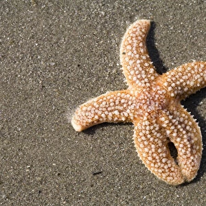 European Starfish (Asterias rubens) washed ashore, Den Helder, The Netherlands