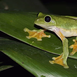 Gliding Leaf Frog (Agalychnis spurrelli), Costa Rica