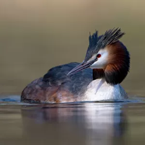 Great Crested Grebe (Podiceps cristatus) swimming, Zuid-Holland, The Netherlands