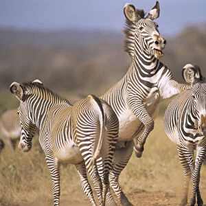 Grevyaes zebras (Equus grevyi) frolicking, Kenya, Samburu National Reserve