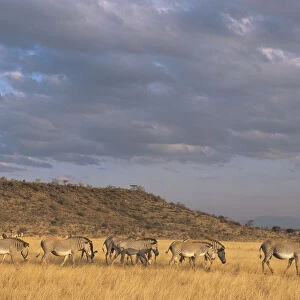 Grevyaes zebras (Equus grevyi) on the move, Kenya, Samburu National Reserve