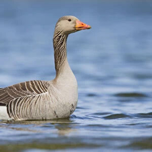 Greylag Goose (Anser anser) stading in the water, The Netherlands, Noord-Holland