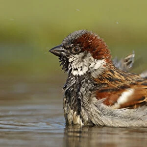 House Sparrow (Passer domesticus) male bathing, Germany