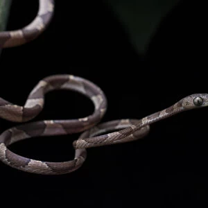 Tree Snake Collection: Blunt-Headed Tree Snake