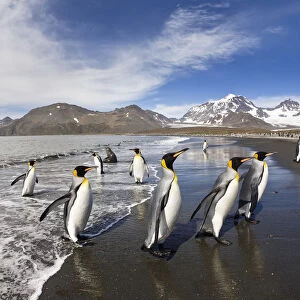 King Penguin (Aptenodytes patagonicus) group coming ashore, St Andrews Bay, South