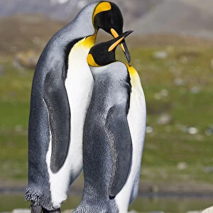 King Penguin (Aptenodytes patagonicus) pair courting, St Andrews Bay, South Georgia