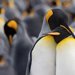 King penguin (Aptenodytes patagonicus) standing in a group, Falkland Islands