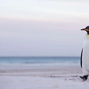 King penguin (Aptenodytes patagonicus) standing on the beach, Falkland Islands