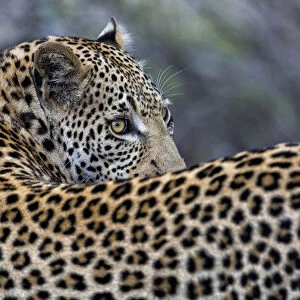 Leopard (Panthera pardus) looking over his shoulder, Sabi Sands GR, Mpumalanga, South