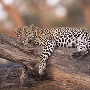 Leopard (Panthera pardus) relaxing on fallen trunk, Kenya