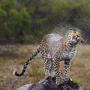 Leopard (Panthera pardus) shaking of water, Londolozi, Sabi-sands Game Reserve, South
