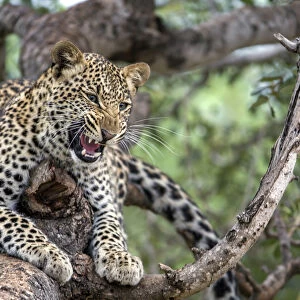 : Leopards