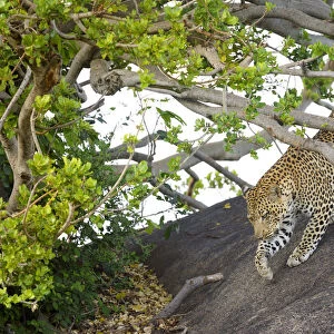 Leopard (Panthera pardus) walking over rock under acacia tree, hiding out of sight