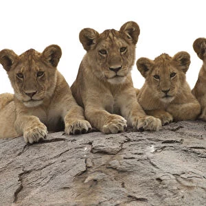 Lion (Panthera leo) cubs presting on a kopje, Serengeti National Park, Tanzania