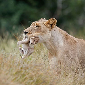 Lioness (Panthera leo) mother walking through high grass while carrying her newborn cub