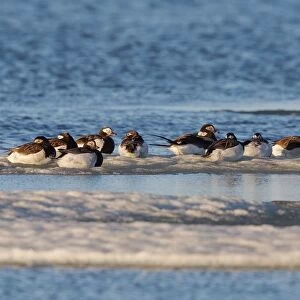 Long-tailed Duck (Clangula Hyemalis), group resting on the tundra, North Slope, Point Barrow