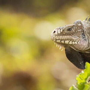 Male Lesser Antillean Iguana (Iguana delicatissima) close up, St. Eustatius, Caribbean Netherlands