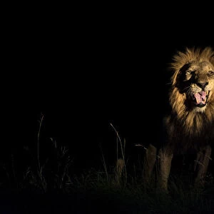 A male Lion (Panthera leo) displaying flehmen after testing a females receptiveness