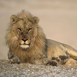 Male Lion (Panthera leo) lying down after feeding, Etosha National Park, Namibia