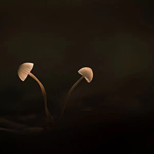 Two mushrooms against a black background, The Netherlands