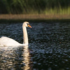 Mute swan (Cygnus olor) on lake, Tartu region, Estonia, Tartu region, Estonia