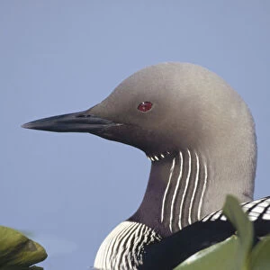 Pacific Loon (Gavia pacifica) adult portrait among water lilies, North America