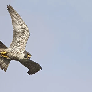 Peregrine Falcon (Falco peregrinus) flying, British Columbia, Canada