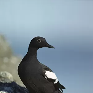 Pigeon Guillemot (Cepphus columba) standing on coastal rock, North America