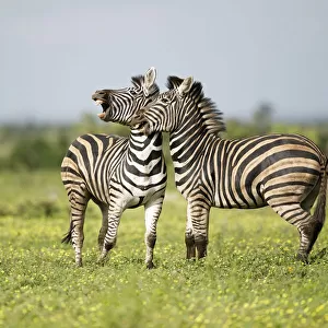 Plains Zebra (Equus quagga) two adults interacting, Kruger National Park, Limpopo